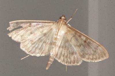 <i>Patania ruralis</i>