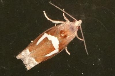 <i>Epiblema foenella</i>