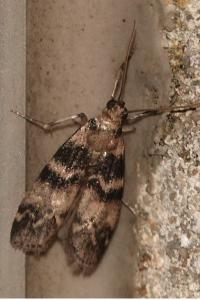 <i>Euzophera pinguis</i>