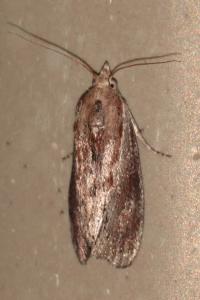 <i>Galleria mellonella</i>
