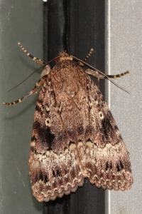 <i>Amphipyra pyramidea</i>