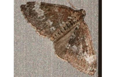 <i>Perizoma alchemillata</i>