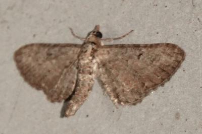 <i>Eupithecia</i>