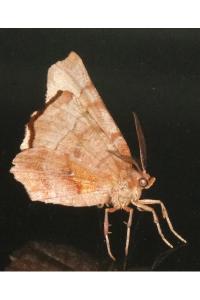 <i>Selenia dentaria</i>