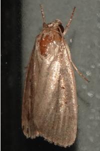 <i>Proxenus hospes</i>