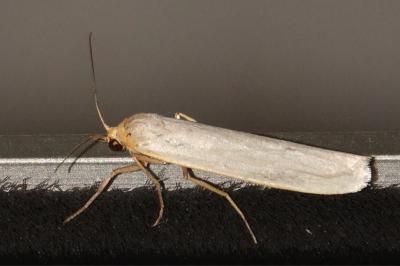 <i>Eilema caniola</i>