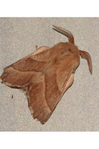 <i>Malacosoma neustria</i>