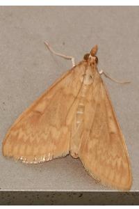 <i>Ostrinia nubilalis</i>