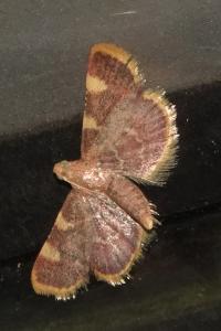 <i>Hypsopygia costalis</i>