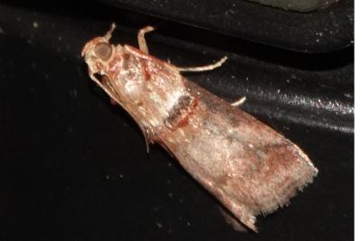 <i>Acrobasis tumidana</i>