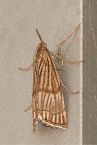 <i>Chrysocrambus linetella</i>