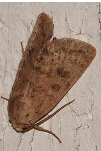 <i>Hoplodrina</i>