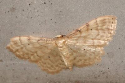 <i>Idaea fuscovenosa</i>