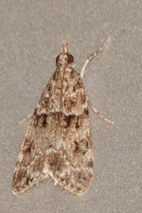 <i>Eudonia mercurella</i>