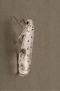 <i>Yponomeuta</i>