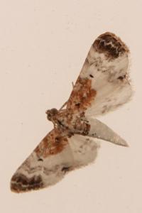 <i>Eupithecia breviculata</i>