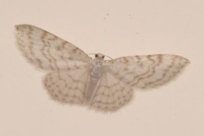 <i>Asthena albulata</i>