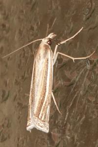 <i>Ancylolomia tentaculella</i>