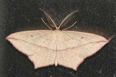 <i>Timandra comae</i>