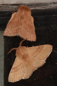 <i>Malacosoma neustria</i>
