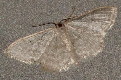 <i>Idaea subsericeata</i>
