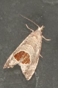 <i>Notocelia uddmanniana</i>