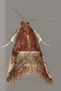 <i>Acrobasis marmorea</i>