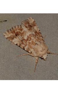 <i>Eremobia ochroleuca</i>