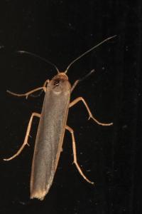 <i>Manulea complana</i>