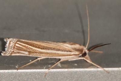 <i>Ancylolomia tentaculella</i>