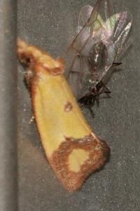 <i>Agapeta zoegana</i>