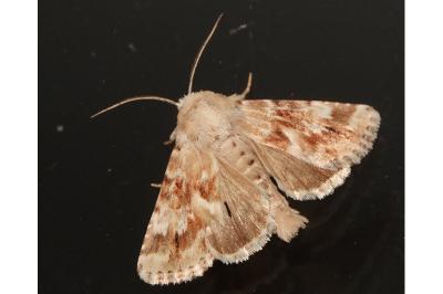 <i>Eremobia ochroleuca</i>