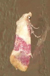 <i>Diceratura ostrinana</i>
