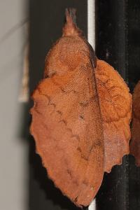 <i>Gastropacha quercifolia</i>