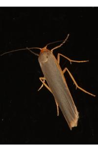 <i>Manulea complana</i>