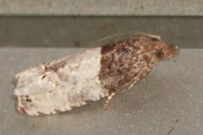 <i>Notocelia roborana</i>
