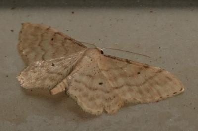 <i>Idaea fuscovenosa</i>