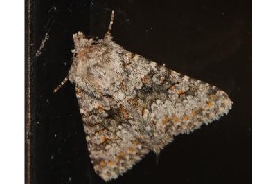 <i>Hecatera dysodea</i>