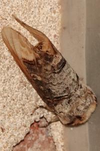 <i>Phalera bucephala</i>