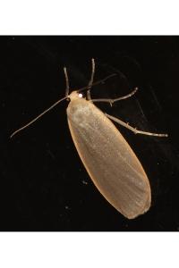 <i>Collita griseola</i>