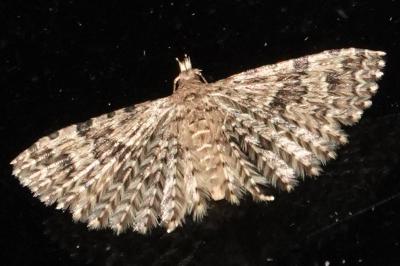 <i>Alucita hexadactyla</i>