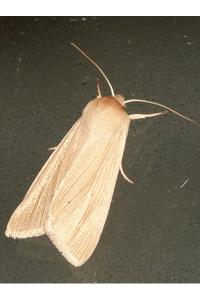 <i>Mythimna pallens</i>