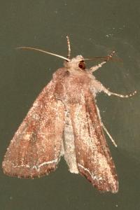 <i>Lacanobia oleracea</i>