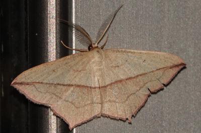 <i>Timandra comae</i>