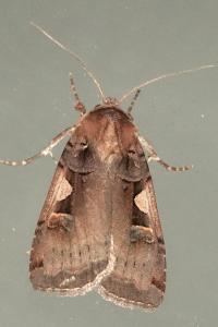<i>Xestia c-nigrum</i>