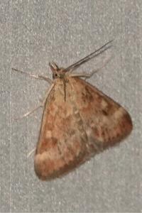 <i>Pyrausta despicata</i>