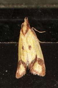 <i>Agapeta zoegana</i>