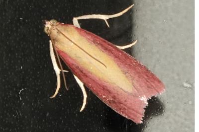 <i>Oncocera semirubella</i>
