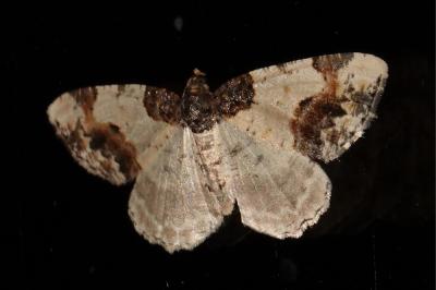 <i>Ligdia adustata</i>