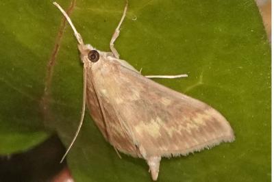 <i>Ostrinia nubilalis</i>